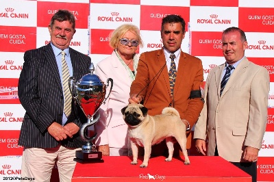 Du chevalier de saint maxime - BEST IN SHOW SINTRA