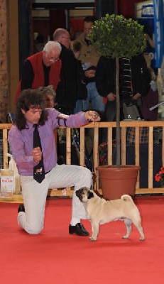 Du chevalier de saint maxime - Internationale de Amiens