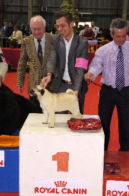 Du chevalier de saint maxime - BEST IN SHOW PUPPY 