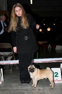 Du chevalier de saint maxime - PARIS DOG SHOW 06.01.2008