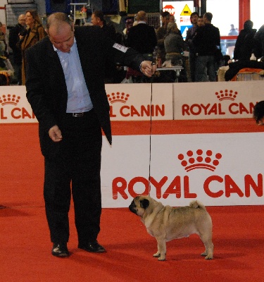 Du chevalier de saint maxime - DIONYSOS termine MEILLEUR CARLIN DE FRANCE 2010 