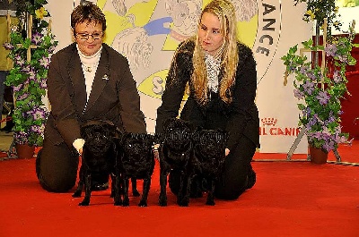 Du chevalier de saint maxime - Paris Dog Show 11.01.2009