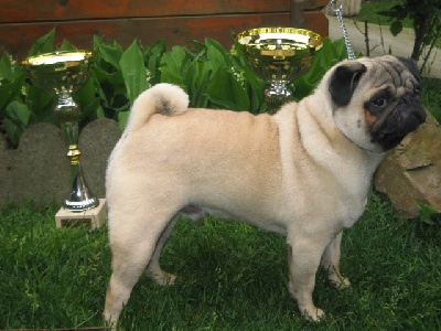 Du chevalier de saint maxime - BEST IN SHOW PUPPY pour DON DIEGO