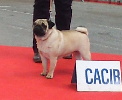 Du chevalier de saint maxime - Internationale de Limoges 