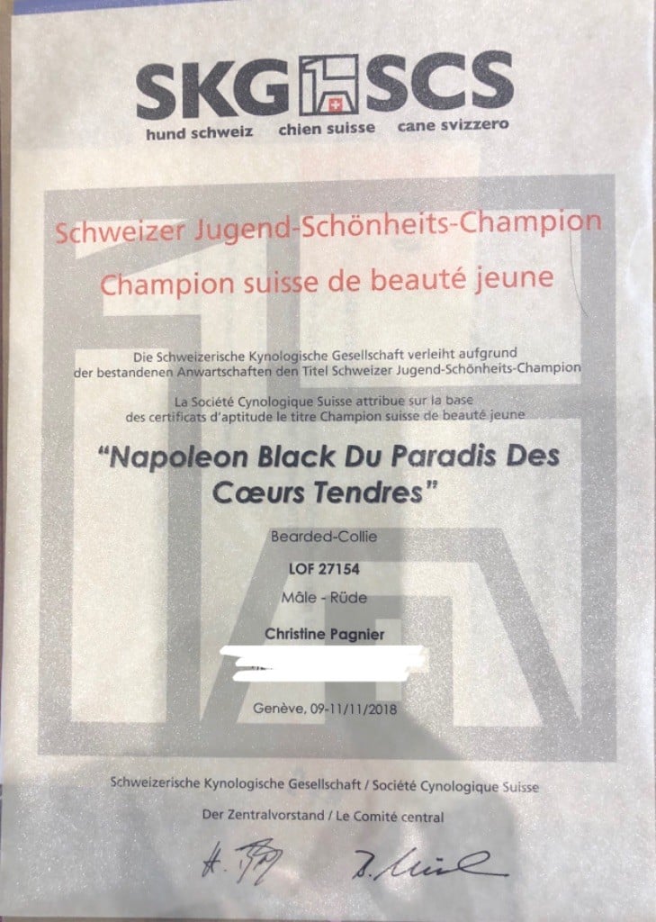 NOUVEAU CHAMPION JEUNE NAPOLEON 