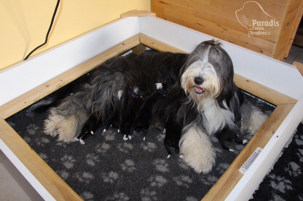 du paradis des coeurs tendres - Bearded Collie - Portée née le 13/10/2017