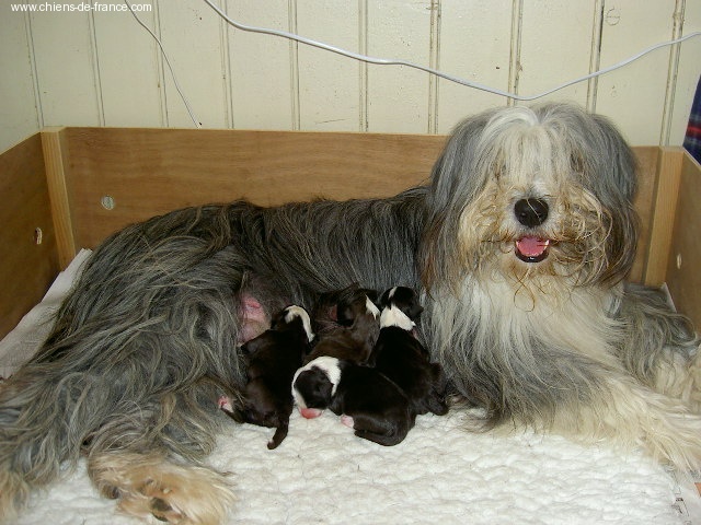 du paradis des coeurs tendres - Bearded Collie - Portée née le 04/09/2006