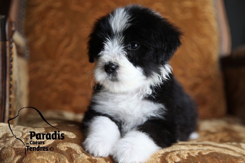 du paradis des coeurs tendres - Bearded Collie - Portée née le 26/05/2014