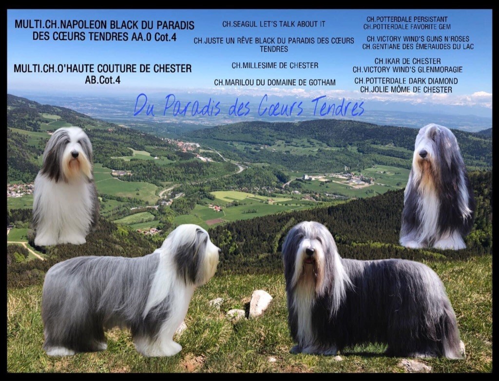 Chiot Bearded Collie du paradis des coeurs tendres