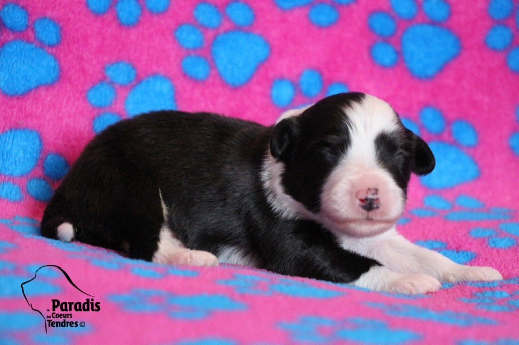 du paradis des coeurs tendres - Bearded Collie - Portée née le 27/01/2022