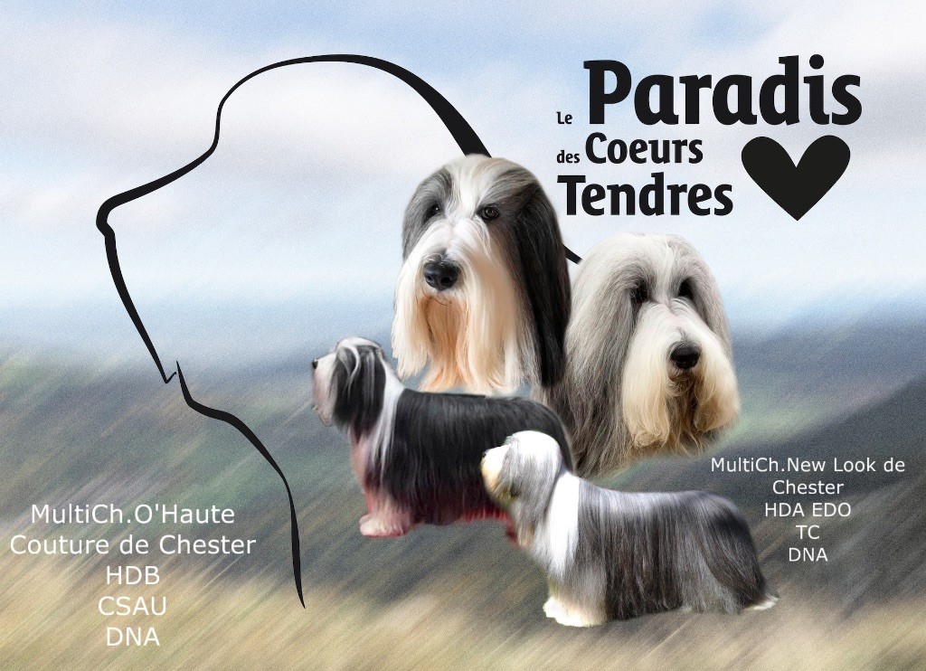 du paradis des coeurs tendres - Bearded Collie - Portée née le 28/09/2024