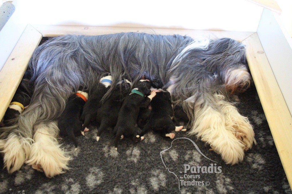 du paradis des coeurs tendres - Bearded Collie - Portée née le 03/06/2017