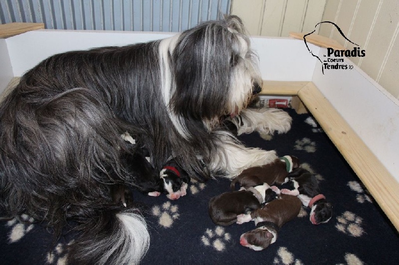 du paradis des coeurs tendres - Bearded Collie - Portée née le 27/04/2015