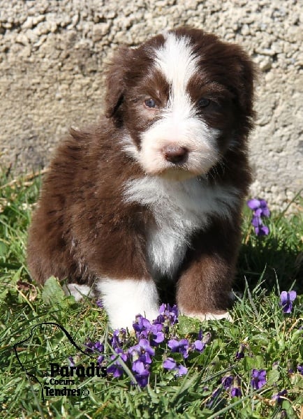 du paradis des coeurs tendres - Bearded Collie - Portée née le 14/02/2014