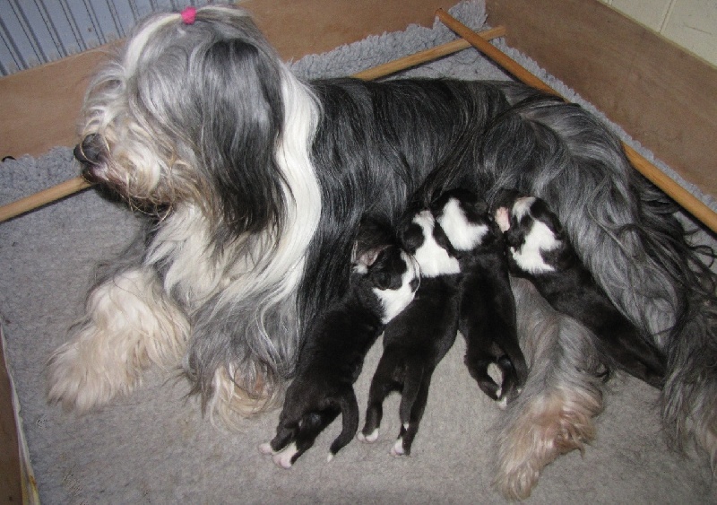 du paradis des coeurs tendres - Bearded Collie - Portée née le 23/03/2011