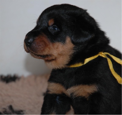 du Mas Roc Maria - Photos des bébés à 3 semaines