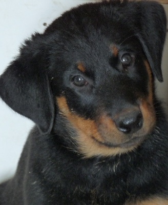 du Mas Roc Maria - Photos des chiots à 7 semaines.