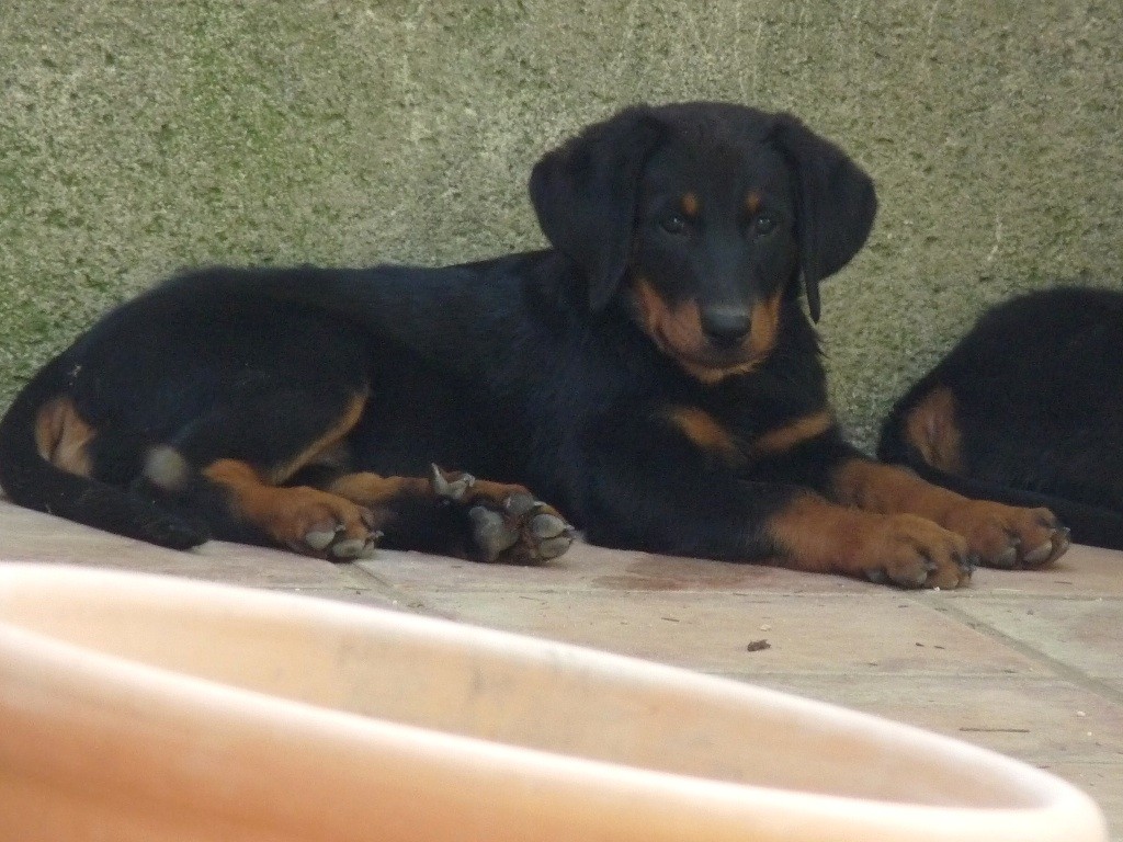 du Mas Roc Maria - Chiots nés le 24 juin encore disponibles, 2 mâles et 2 femelles.