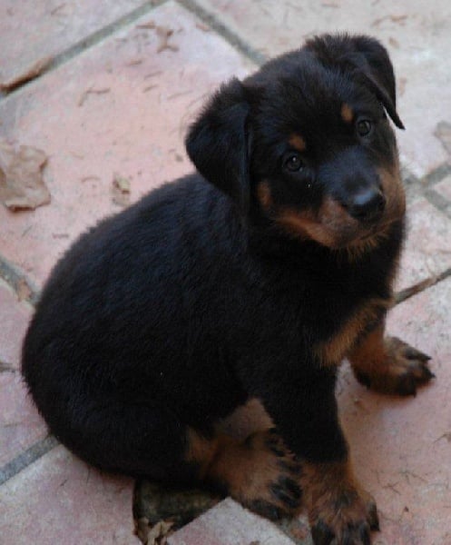 Chiot Berger de Beauce du Mas Roc Maria