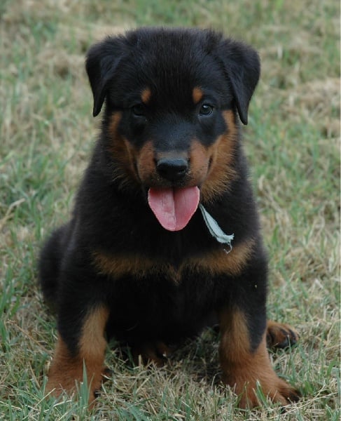 Chiot Berger de Beauce du Mas Roc Maria