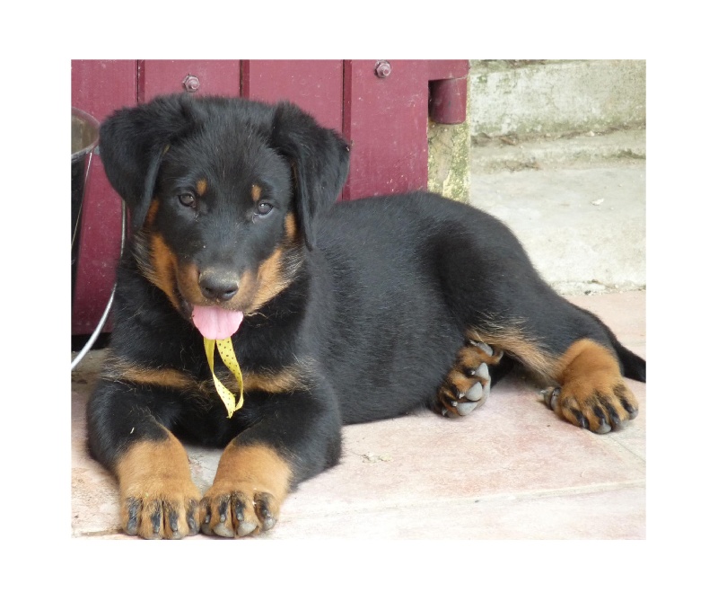 Chiot Berger de Beauce du Mas Roc Maria