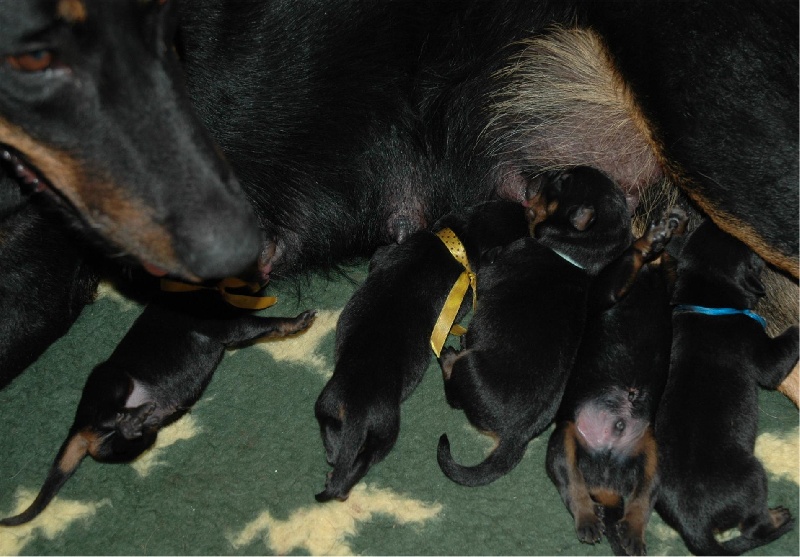 Chiot Berger de Beauce du Mas Roc Maria