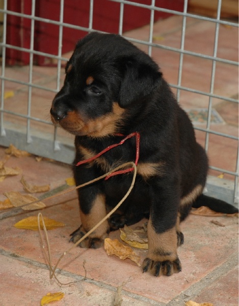 Chiot Berger de Beauce du Mas Roc Maria