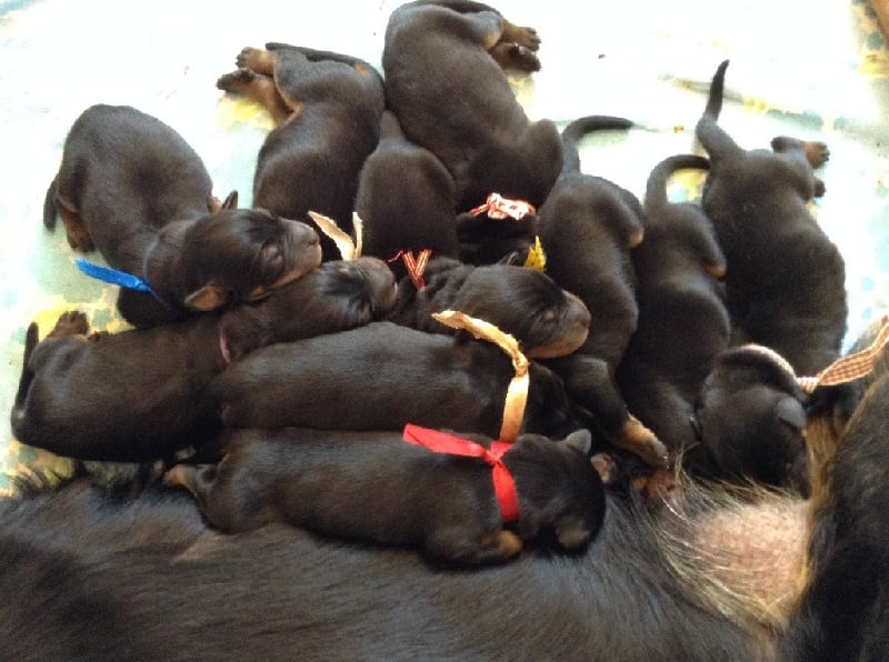 Chiot Berger de Beauce du Mas Roc Maria