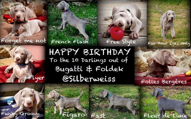 von silberweiss jäger - HAPPY BIRTHDAY aux BB de Bugatti & Foldek !