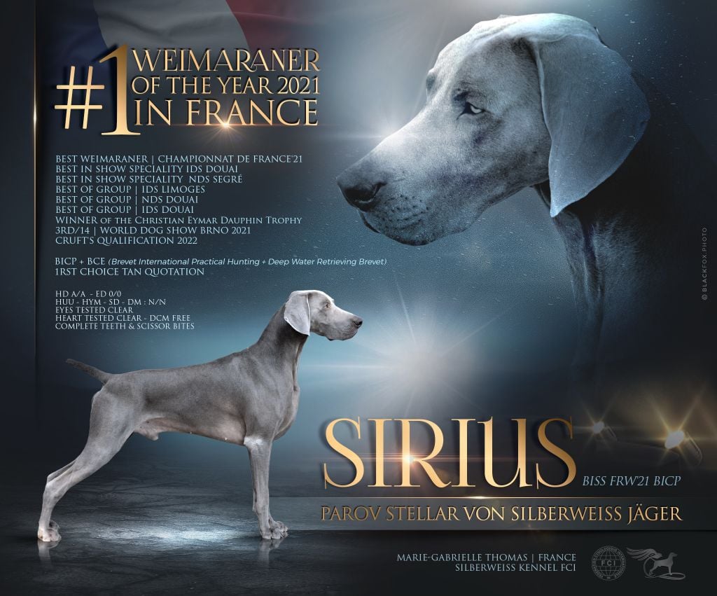 von silberweiss jäger - SIRIUS N°1 WEIM en France'21 !!!