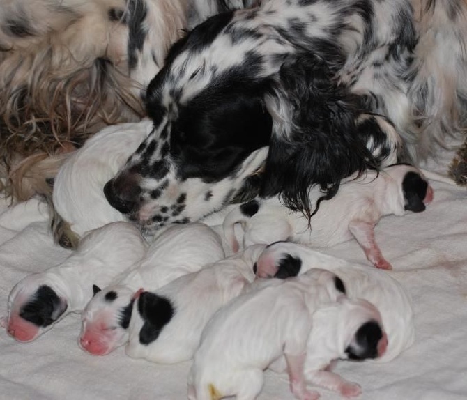 du fief de la Garenne - Naissance le 10 MAI des chiots de FAO / EVEREST DEI LADERCHI