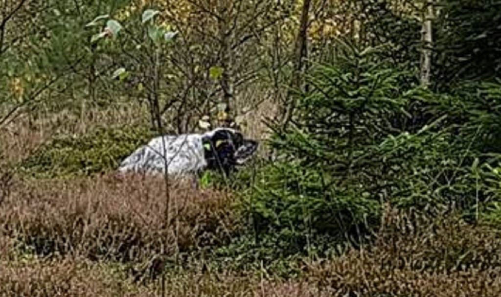 du fief de la Garenne - A 30 mois VOLO en concours Becasse