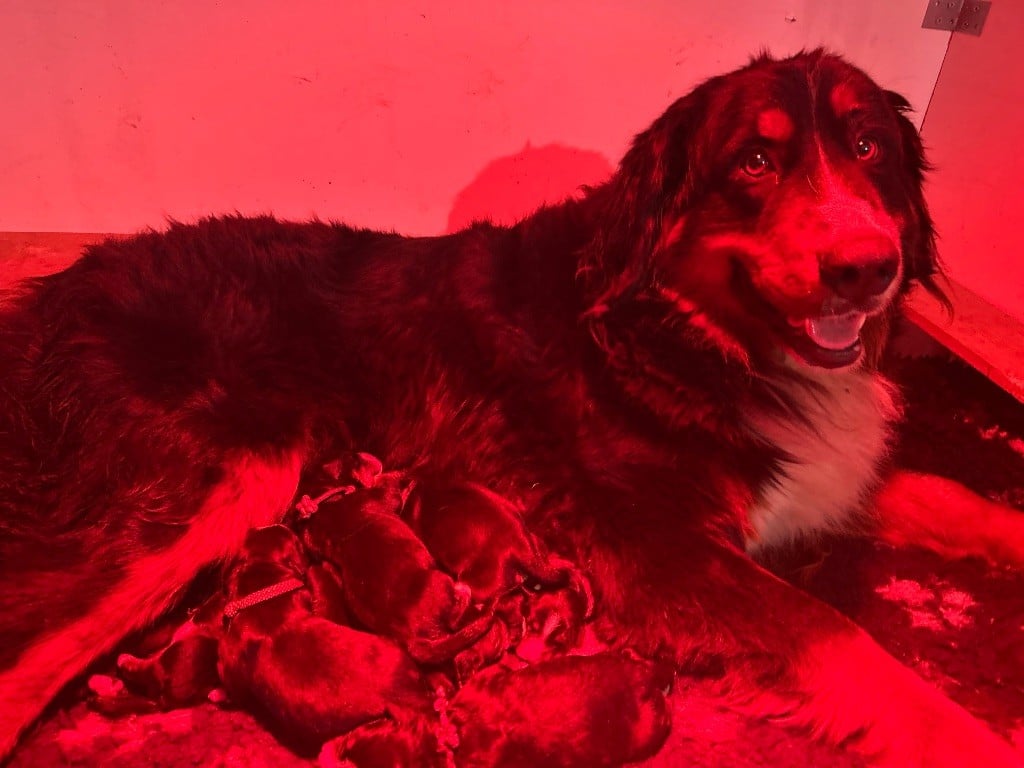 Chiot Bouvier Bernois du Domaine du Lanthenay