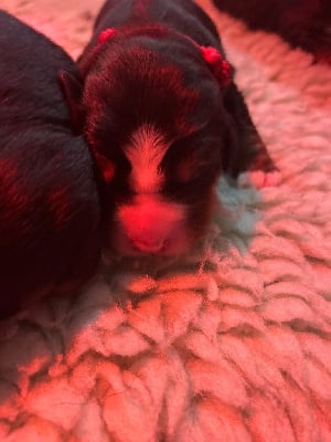 CHIOT 7 femelle fuschia 