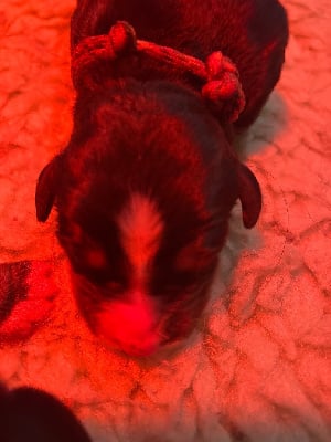 CHIOT 2 rouge Chine