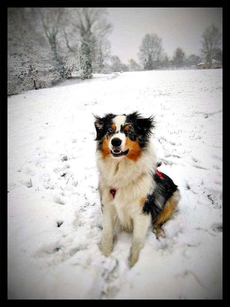 The Sunny Side Of Australian - Cheyenne aussi adore la neige:)