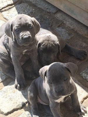 Arkan's Dog - Cane corso 