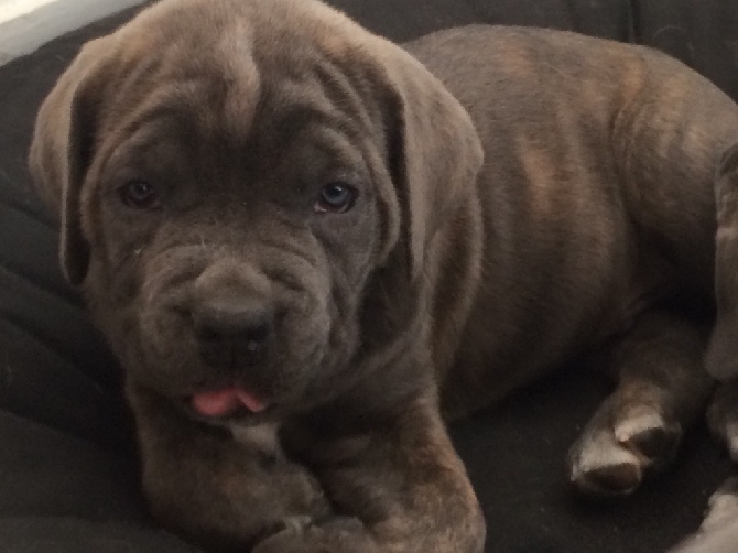 Arkan's Dog - Mâle Cane corso 