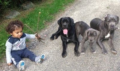 Arkan's Dog - PROMENADE EN FORET AVEC MON FILS ET MES CHIENS