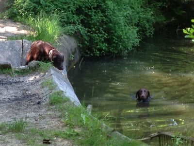 Arkan's Dog - PROMENADE EN FORET 