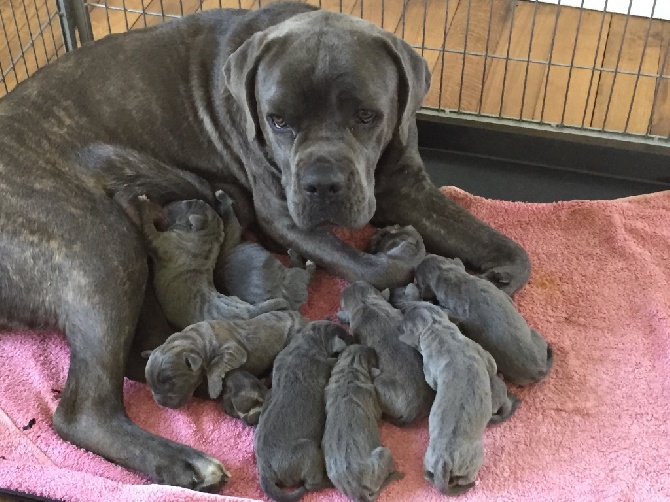 Arkan's Dog - Première journee auprès de leur maman 