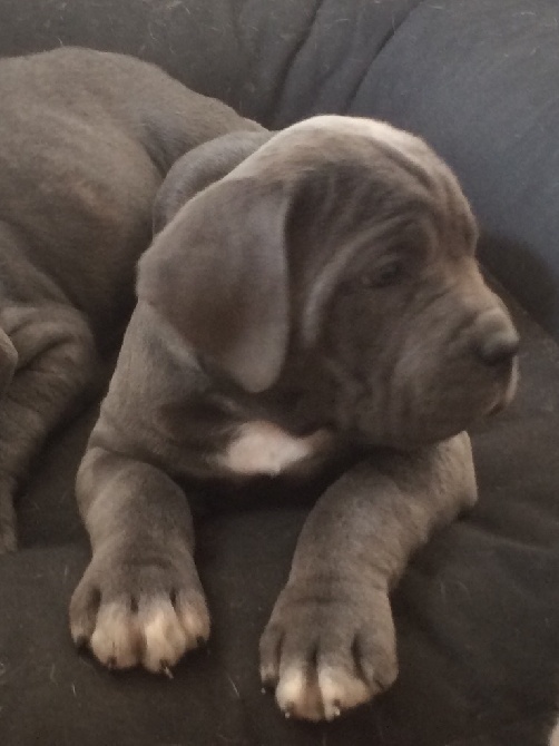 Arkan's Dog - Mâle Cane corso 