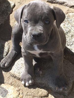 Arkan's Dog - Femelle Cane corso 