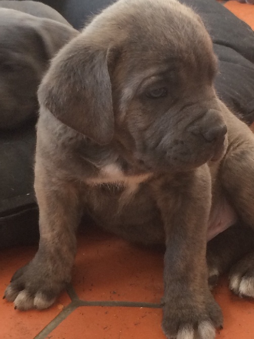 Arkan's Dog - Mâle Cane corso 