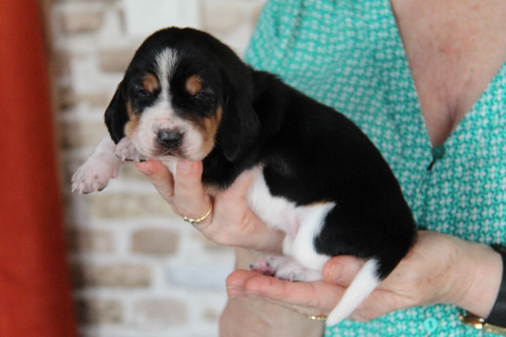 D'hoszelee - Chiots disponibles - Basset Hound