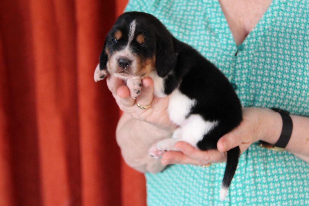 D'hoszelee - Chiots disponibles - Basset Hound