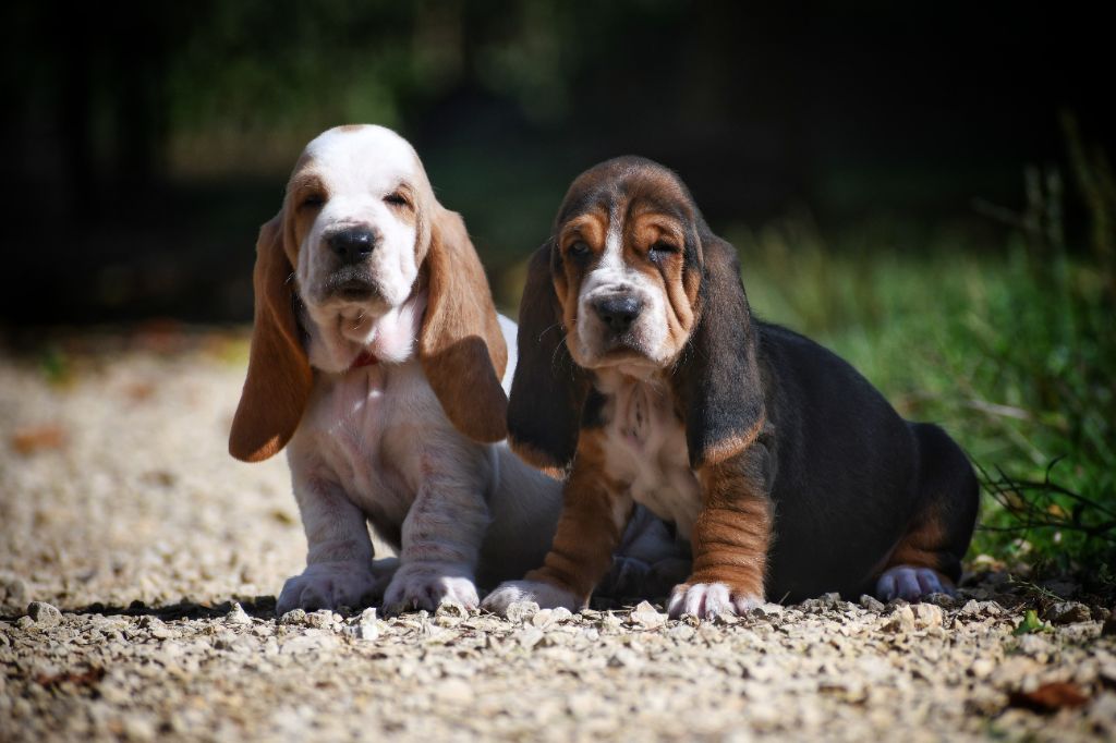 Chiot Basset Hound D'hoszelee