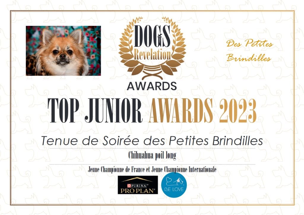 Des Petites Brindilles - Diplôme dogrevelation 