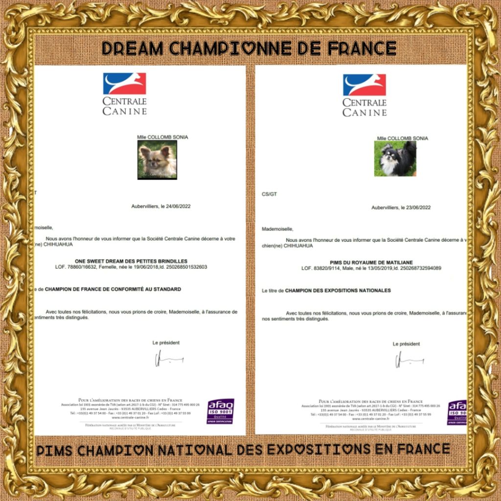 Des Petites Brindilles - Deux nouveaux Champions 