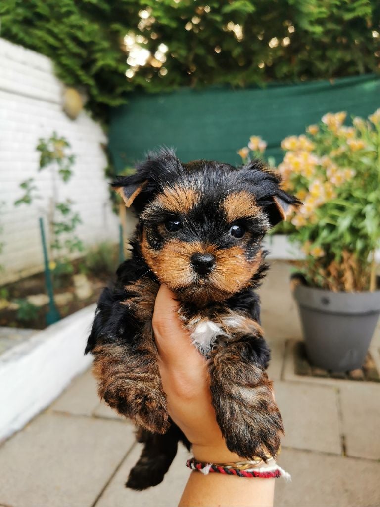 Chiot Yorkshire Terrier De L'odyssée Des Rêves